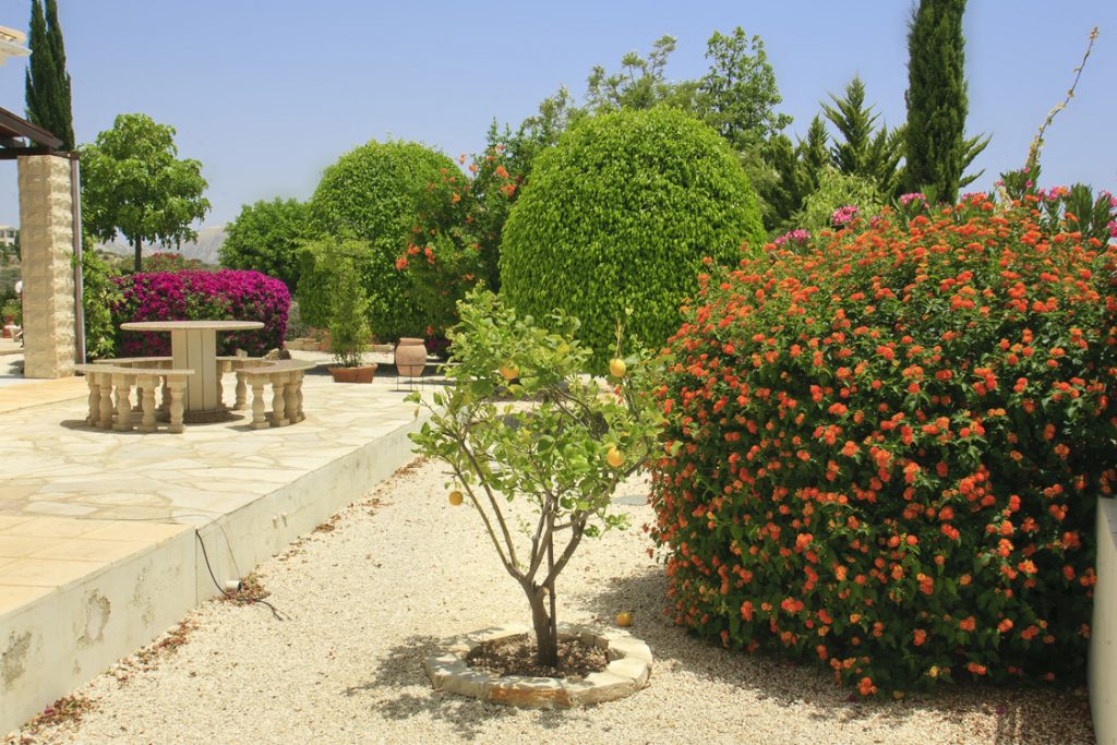 Green Forest - Cyprus' leading landscaping company - flowerbushesplants 24