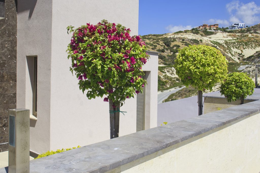Green Forest - Cyprus' leading landscaping company - flowerbushesplants 30 2