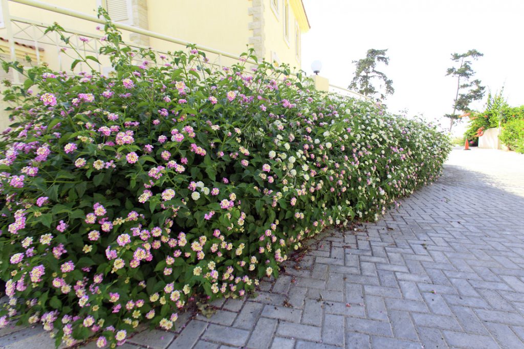 Green Forest - Cyprus' leading landscaping company - flowerbushesplants 35 2
