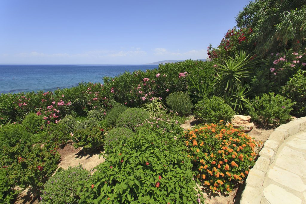 Green Forest - Cyprus' leading landscaping company - flowerbushesplants 39 2