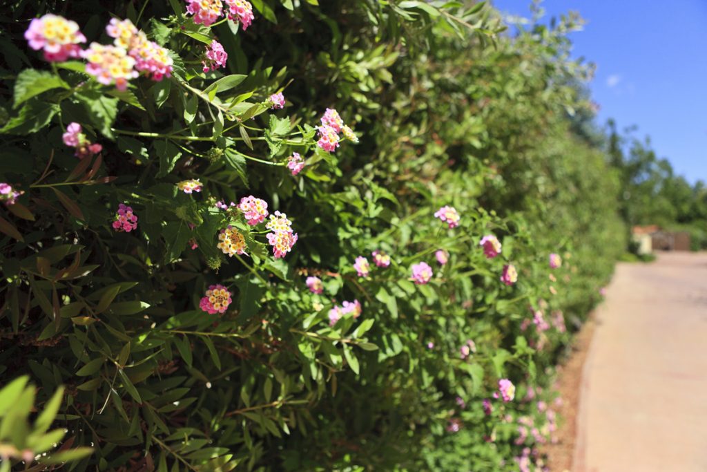 Green Forest - Cyprus' leading landscaping company - flowerbushesplants 40 2