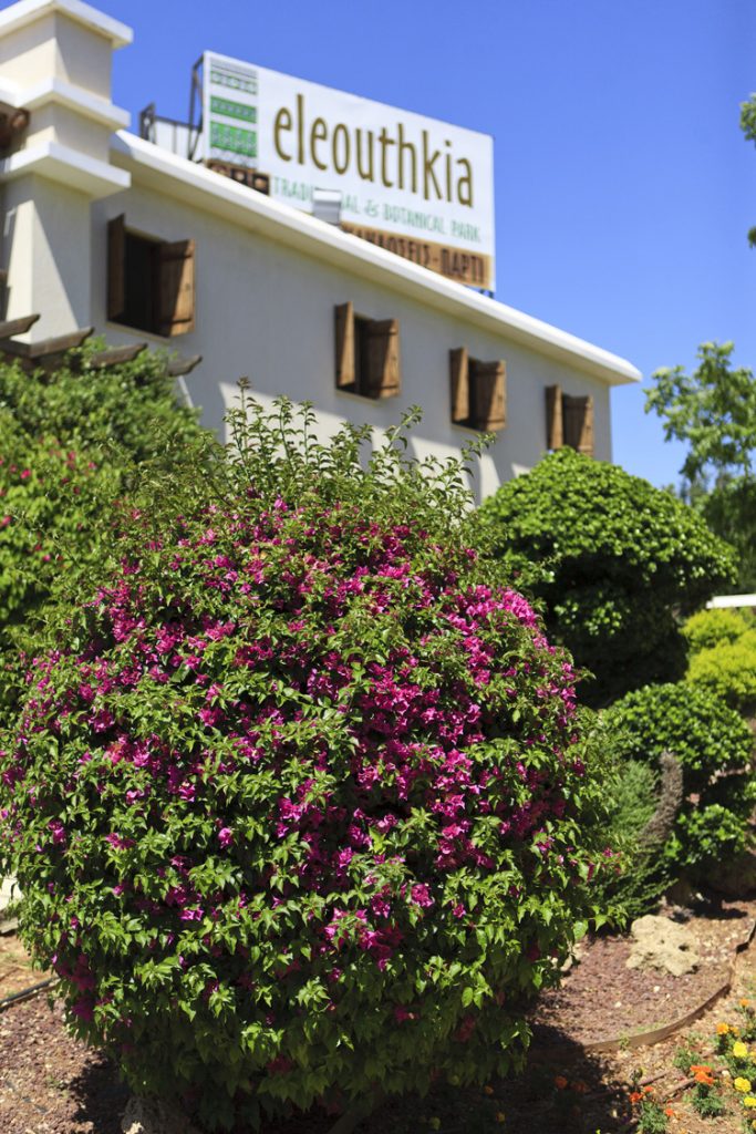 Green Forest - Cyprus' leading landscaping company - flowerbushesplants 41 2