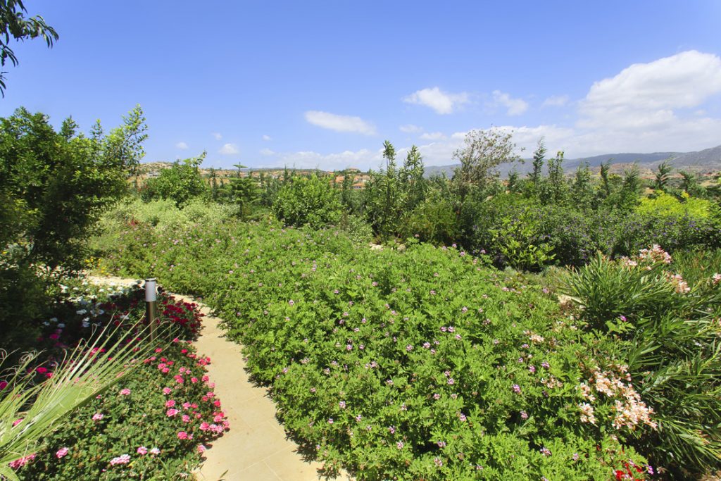 Green Forest - Cyprus' leading landscaping company - flowerbushesplants 42 2
