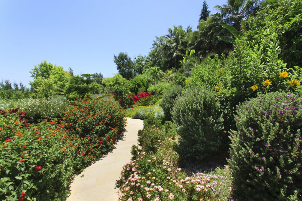 Green Forest - Cyprus' leading landscaping company - flowerbushesplants 43 2