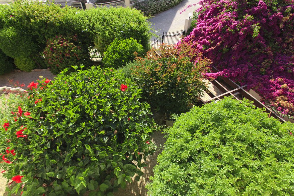 Green Forest - Cyprus' leading landscaping company - flowerbushesplants 6 2