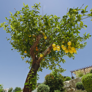 Green Forest - Cyprus' leading landscaping company - fruitgardens 1