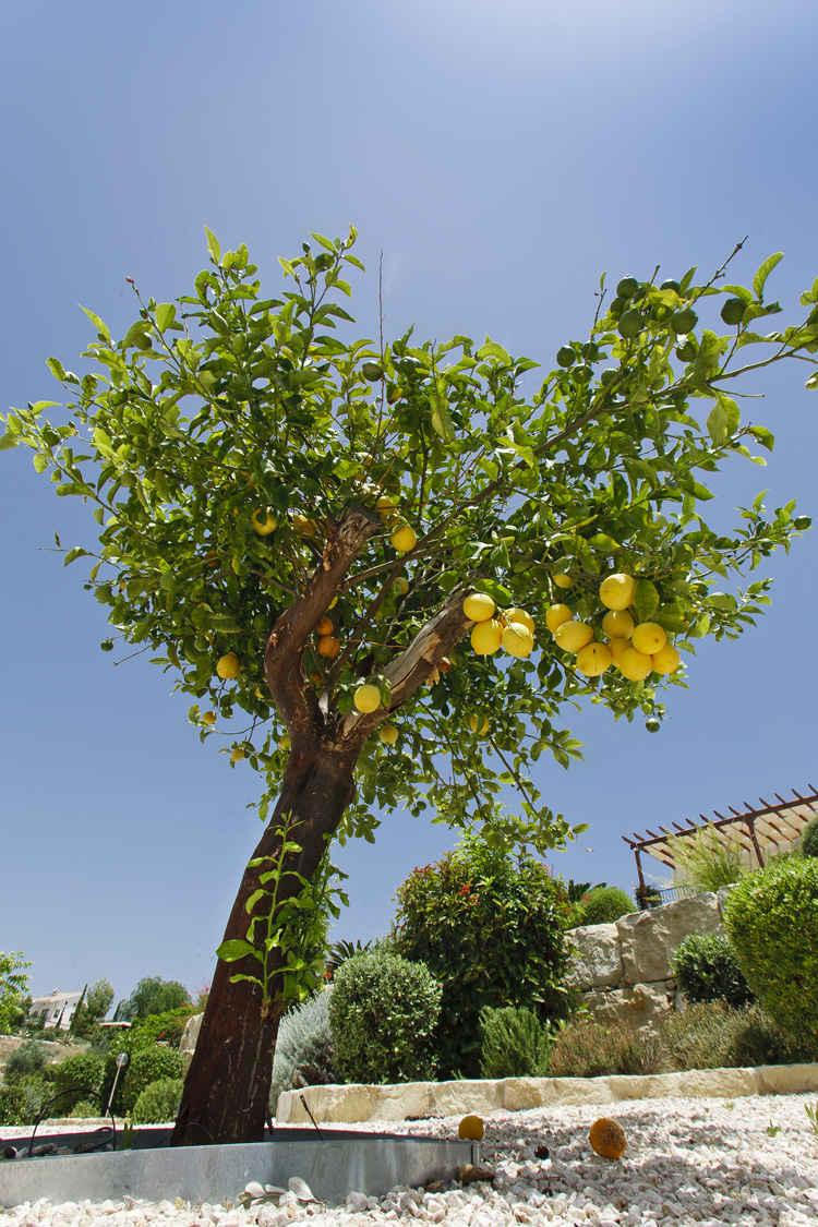 Green Forest - Cyprus' leading landscaping company - fruitgardens 1