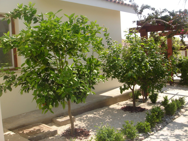 Green Forest - Cyprus' leading landscaping company - fruitgardens 11