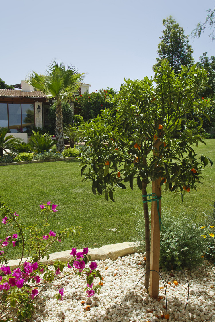 Green Forest - Cyprus' leading landscaping company - fruitgardens 12 2