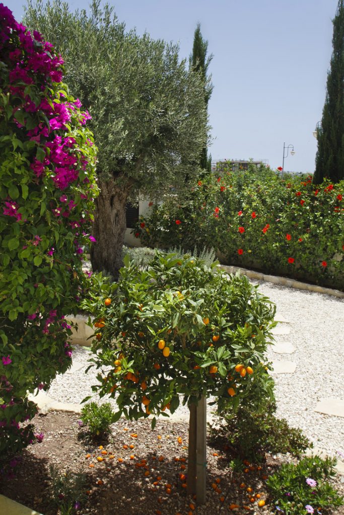 Green Forest - Cyprus' leading landscaping company - fruitgardens 13 1