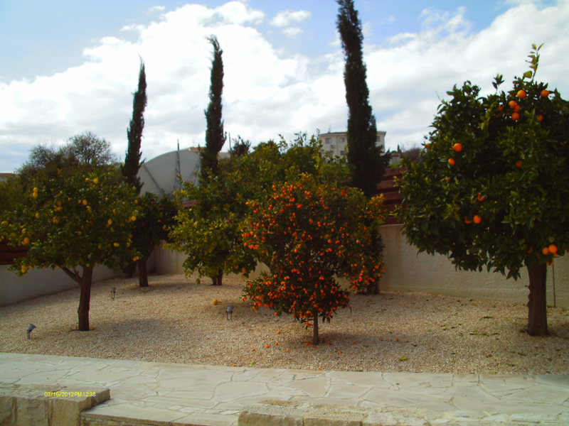 Green Forest - Cyprus' leading landscaping company - fruitgardens 18 2