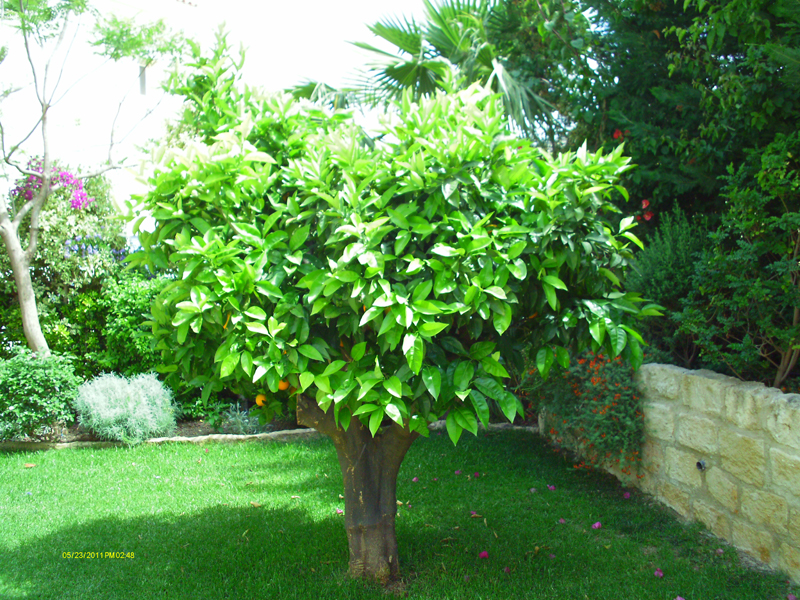 Green Forest - Cyprus' leading landscaping company - fruitgardens 21 2