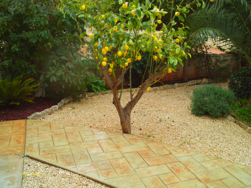 Green Forest - Cyprus' leading landscaping company - fruitgardens 26 2