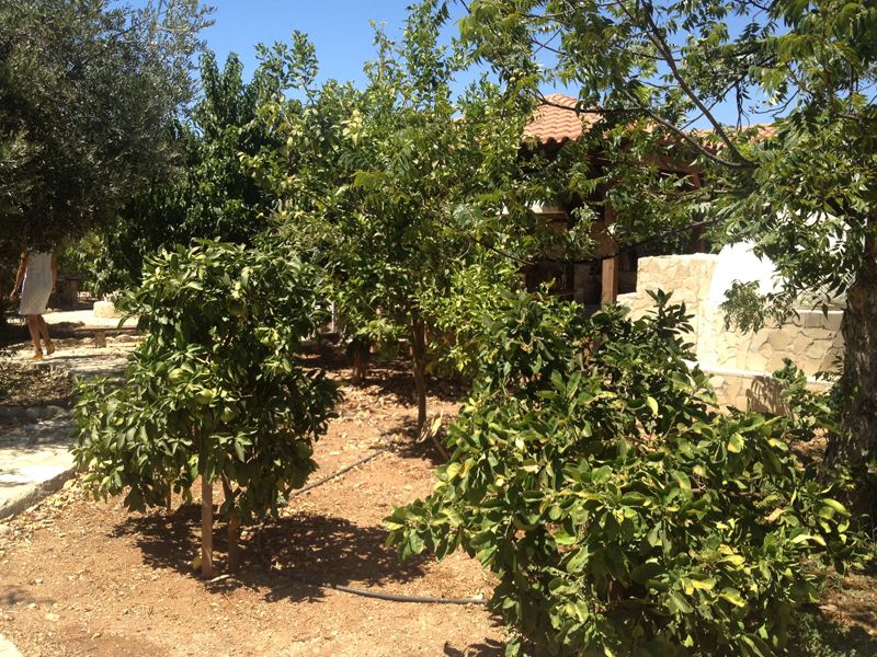 Green Forest - Cyprus' leading landscaping company - fruitgardens 27 2