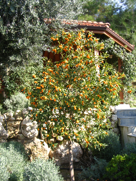 Green Forest - Cyprus' leading landscaping company - fruitgardens 9 1