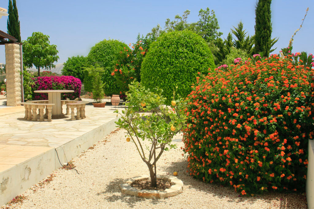 Green Forest - Cyprus' leading landscaping company - fruittreesplants 1