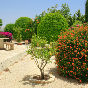 Green Forest - Cyprus' leading landscaping company - fruittreesplants 1