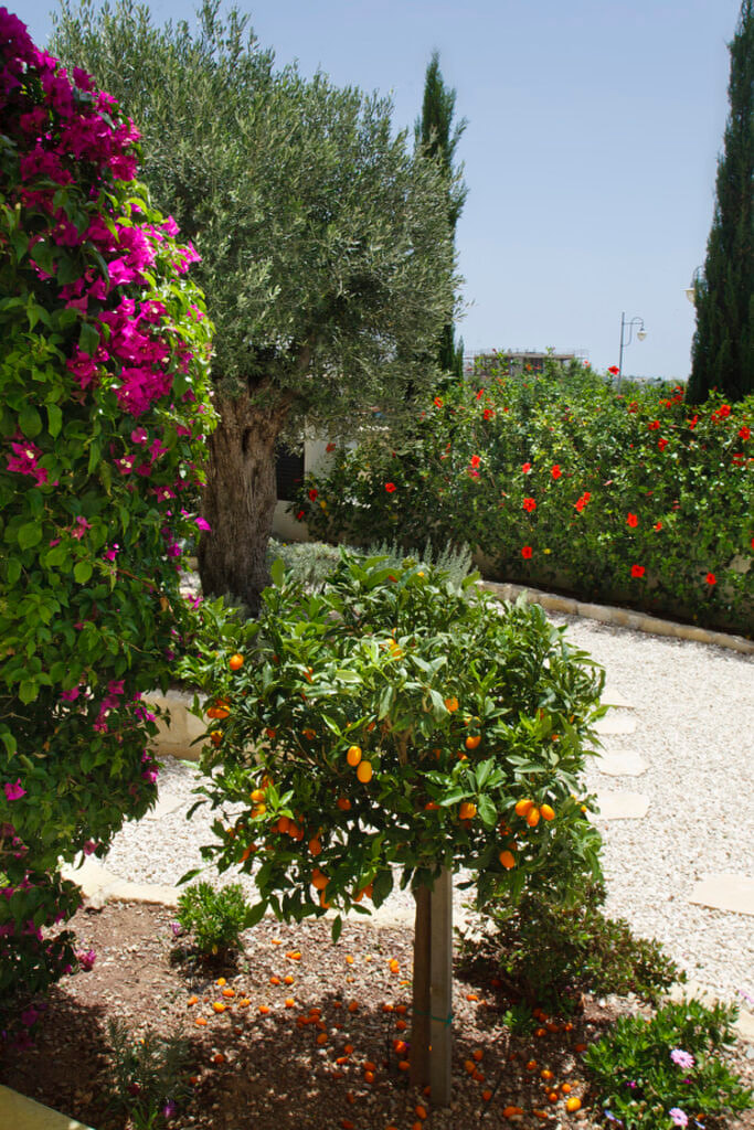 Green Forest - Cyprus' leading landscaping company - fruittreesplants 2