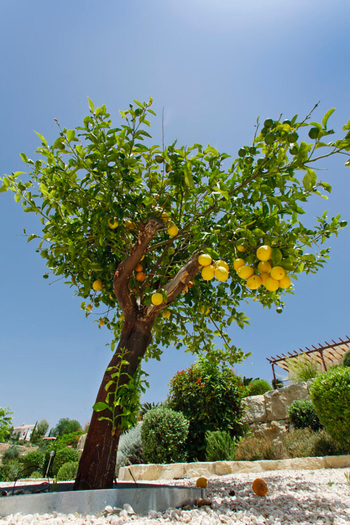 Green Forest - Cyprus' leading landscaping company - fruittreesplants 4 2