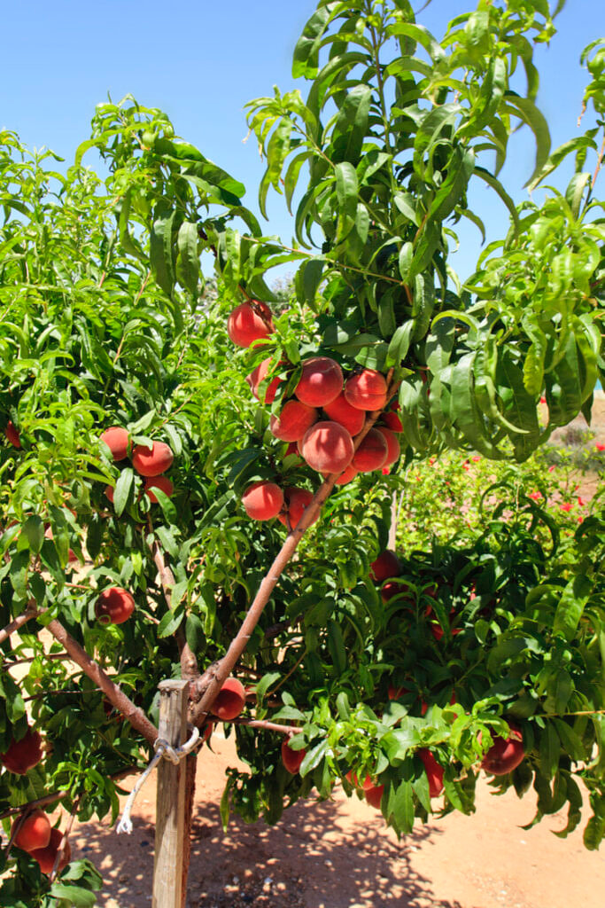 Green Forest - Cyprus' leading landscaping company - fruittreesplants 5 1