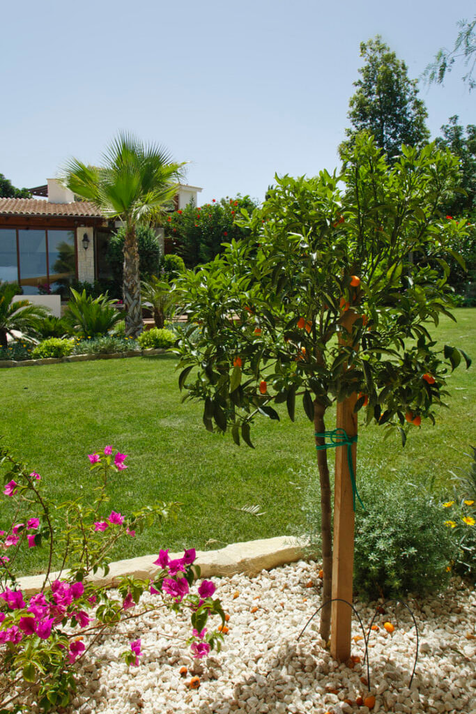 Green Forest - Cyprus' leading landscaping company - fruittreesplants 6 1