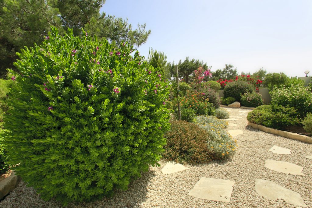 Green Forest - Cyprus' leading landscaping company - gravelgardens 3 2