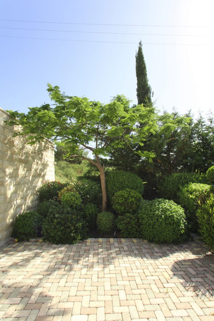 Green Forest - Cyprus' leading landscaping company - greenbushesplants 11 2