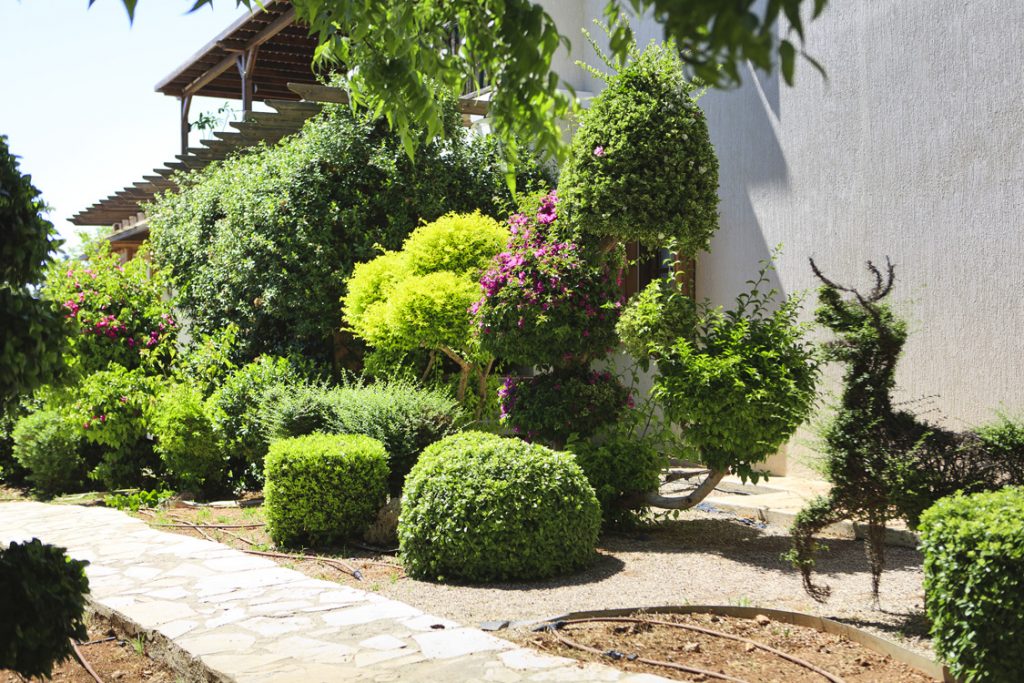 Green Forest - Cyprus' leading landscaping company - greenbushesplants 18 2