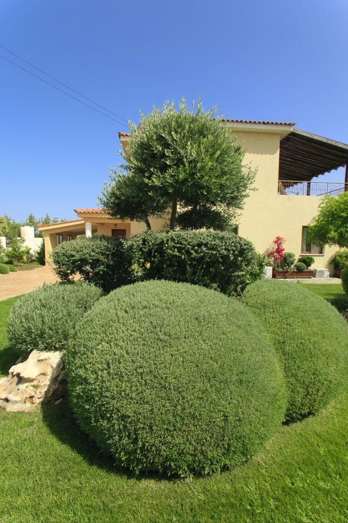 Green Forest - Cyprus' leading landscaping company - greenbushesplants 6