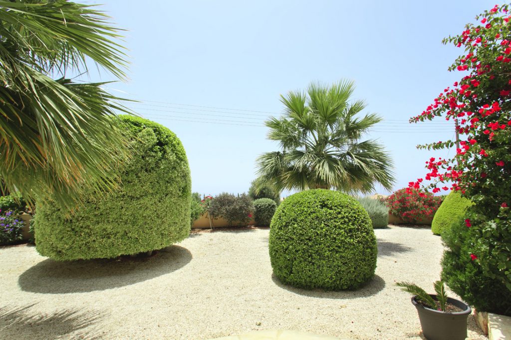 Green Forest - Cyprus' leading landscaping company - greenbushesplants 9 2