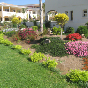 Green Forest - Cyprus' leading landscaping company - groundcoverplants 1 1