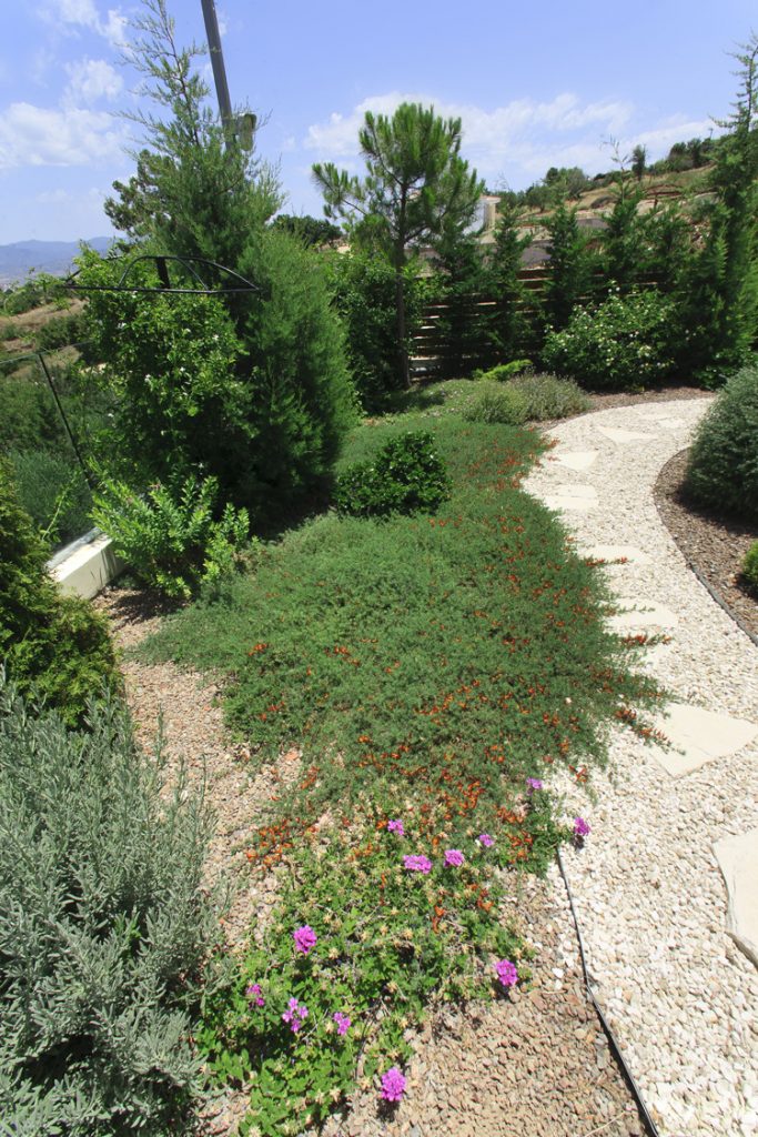 Green Forest - Cyprus' leading landscaping company - groundcoverplants 30 1