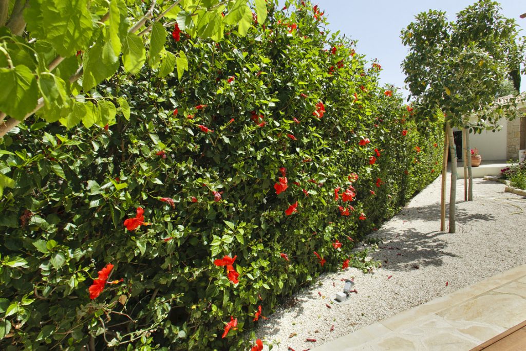 Green Forest - Cyprus' leading landscaping company - hedgesplants 15