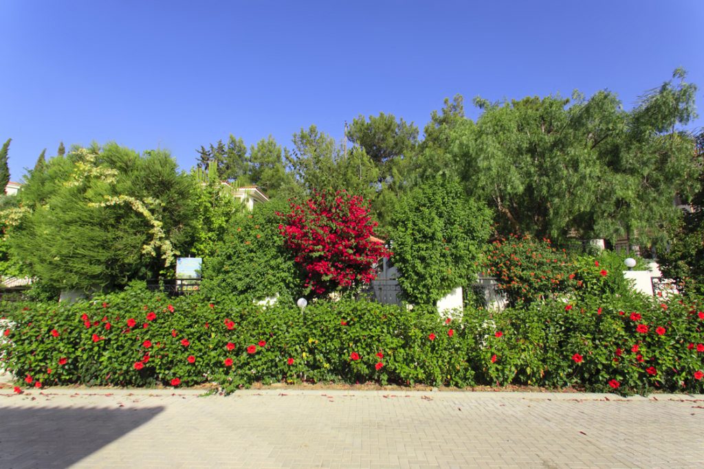 Green Forest - Cyprus' leading landscaping company - hedgesplants 2 2