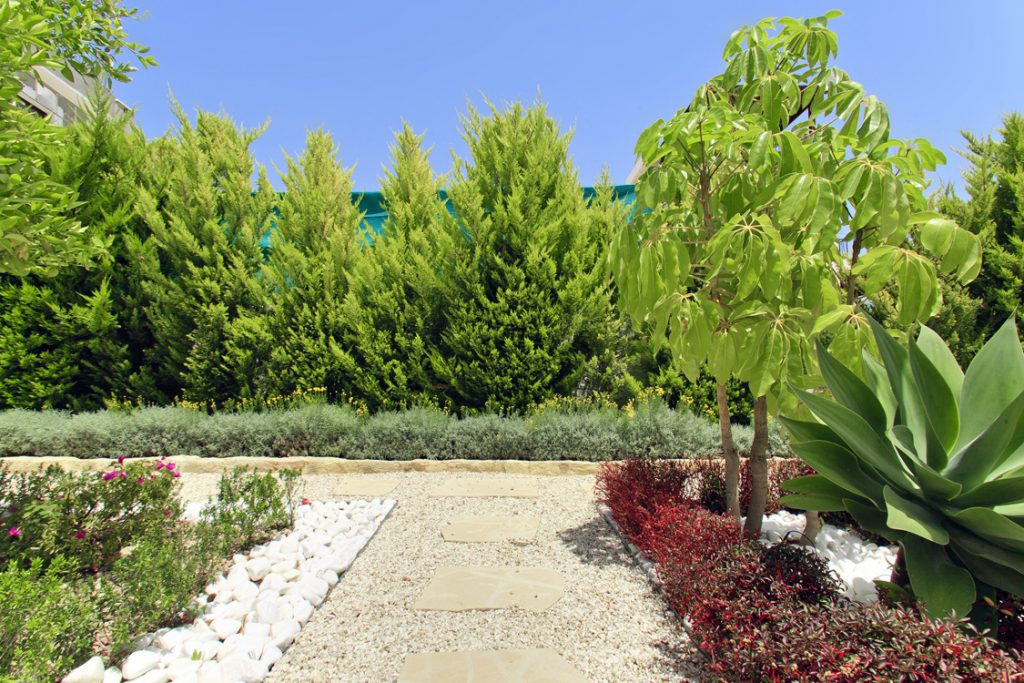 Green Forest - Cyprus' leading landscaping company - hedgesplants 23 2