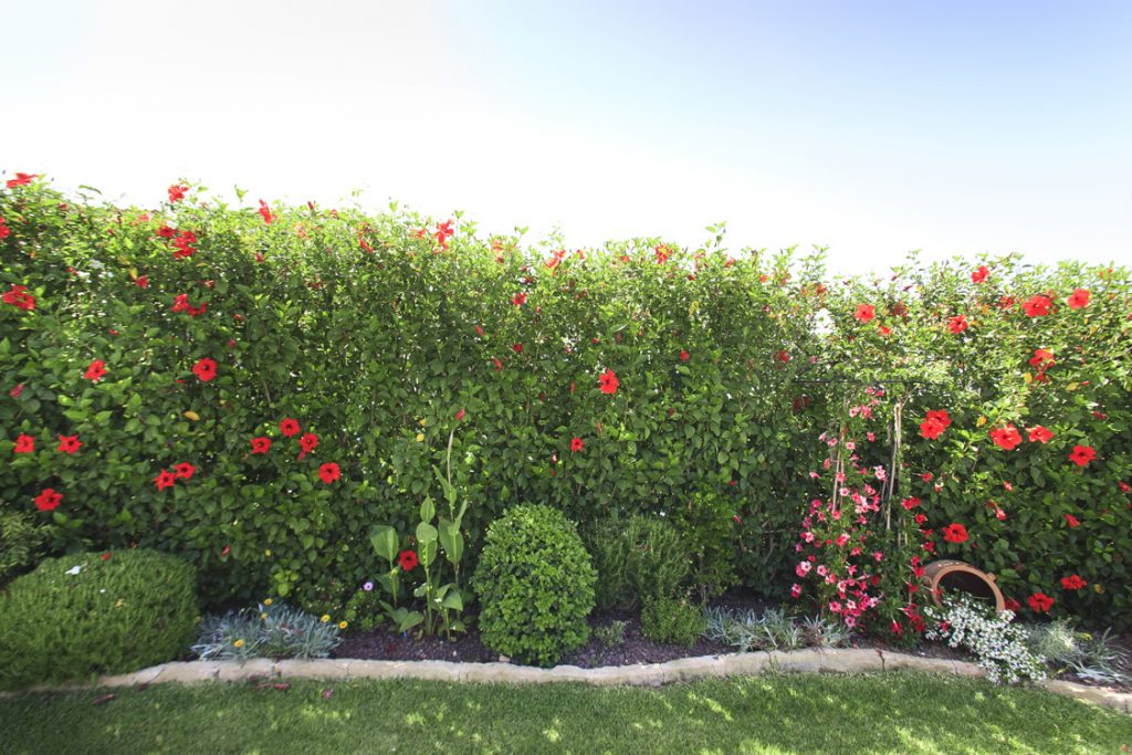 Green Forest - Cyprus' leading landscaping company - hedgesplants 25 2