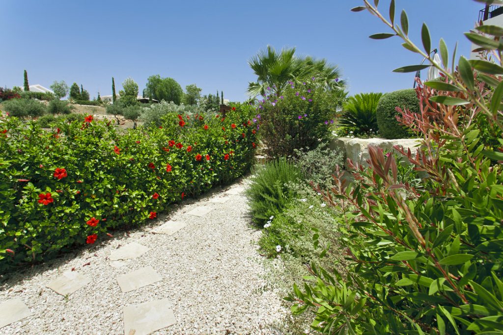 Green Forest - Cyprus' leading landscaping company - hedgesplants 30