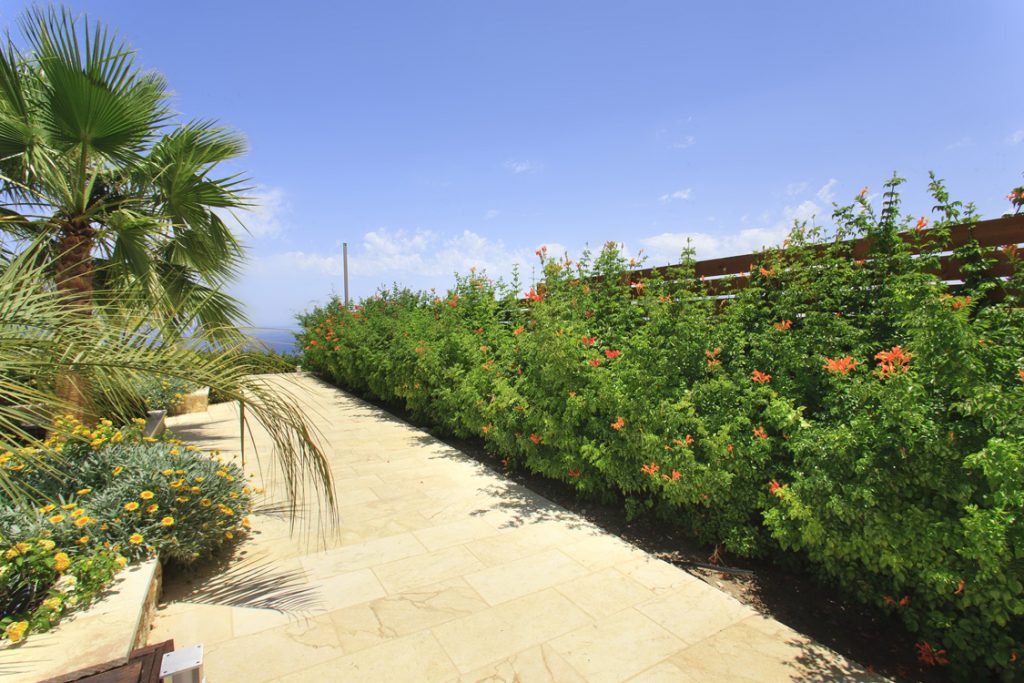 Green Forest - Cyprus' leading landscaping company - hedgesplants 39