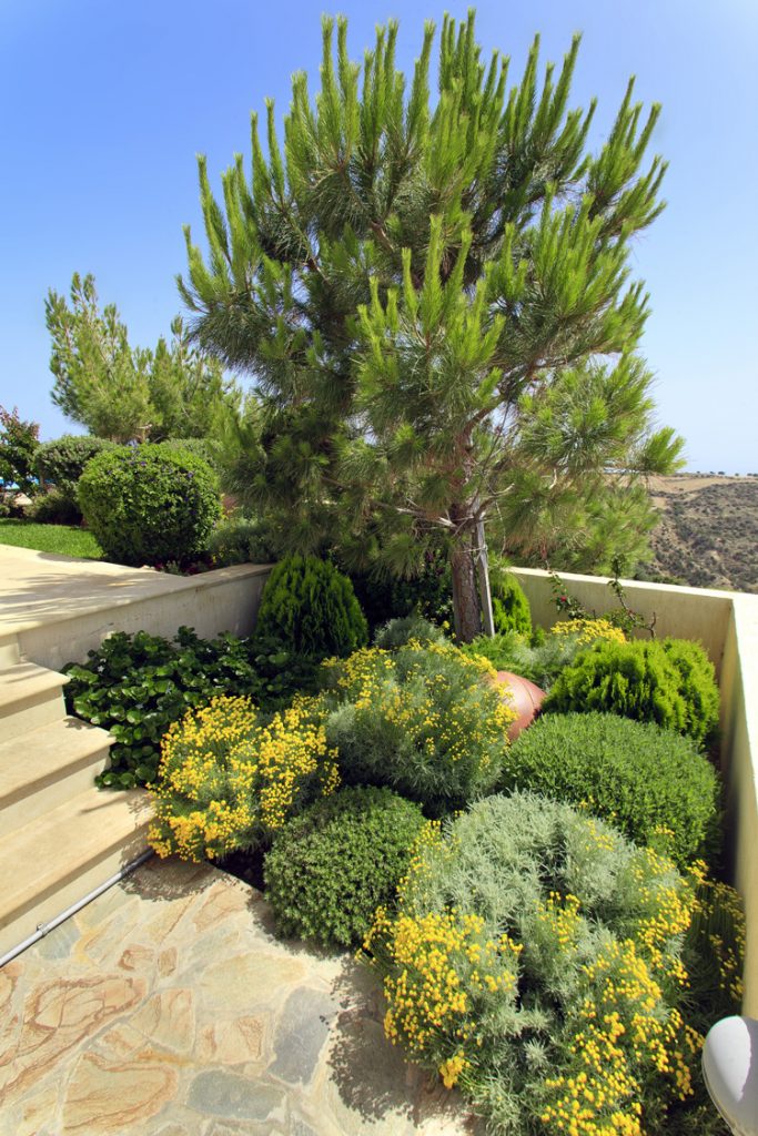 Green Forest - Cyprus' leading landscaping company - herbsplants 1