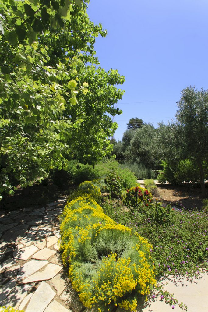 Green Forest - Cyprus' leading landscaping company - herbsplants 25 2