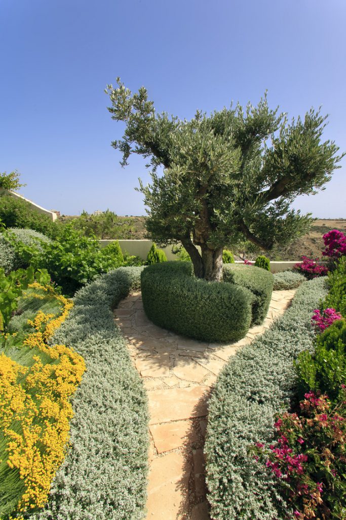 Green Forest - Cyprus' leading landscaping company - herbsplants 3 2