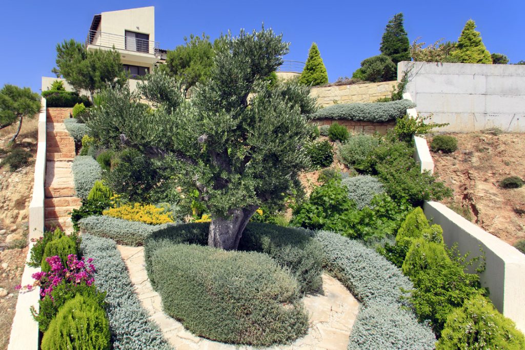 Green Forest - Cyprus' leading landscaping company - herbsplants 4 2