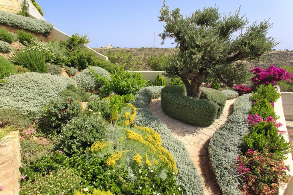 Green Forest - Cyprus' leading landscaping company - herbsplants 5 1