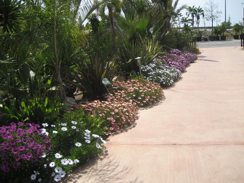 Green Forest - Cyprus' leading landscaping company - mediterraneangardens 64 2