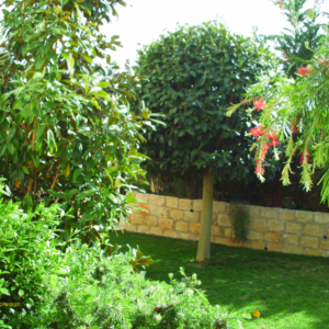 Green Forest - Cyprus' leading landscaping company - ornamentaltreesplants 19