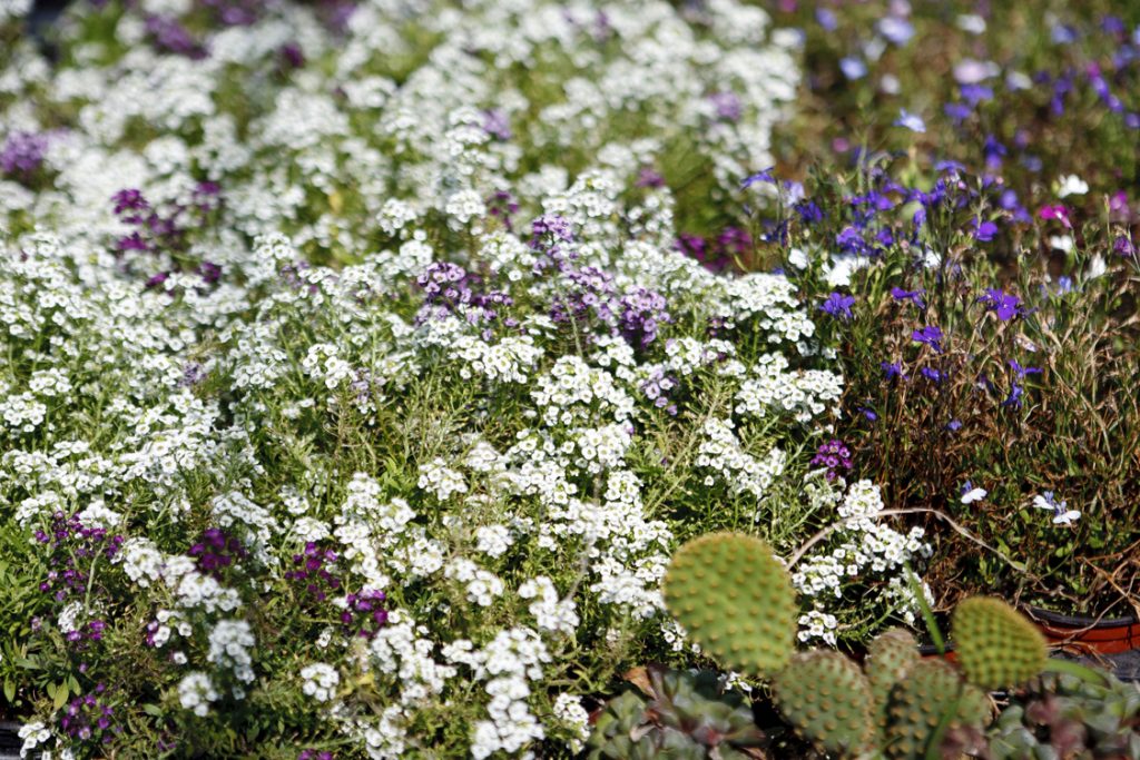 Green Forest - Cyprus' leading landscaping company - perennialsplants 15 2