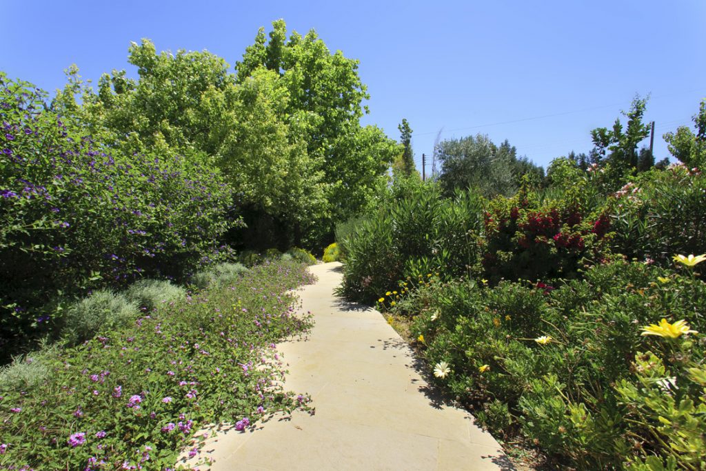 Green Forest - Cyprus' leading landscaping company - perennialsplants 19 2