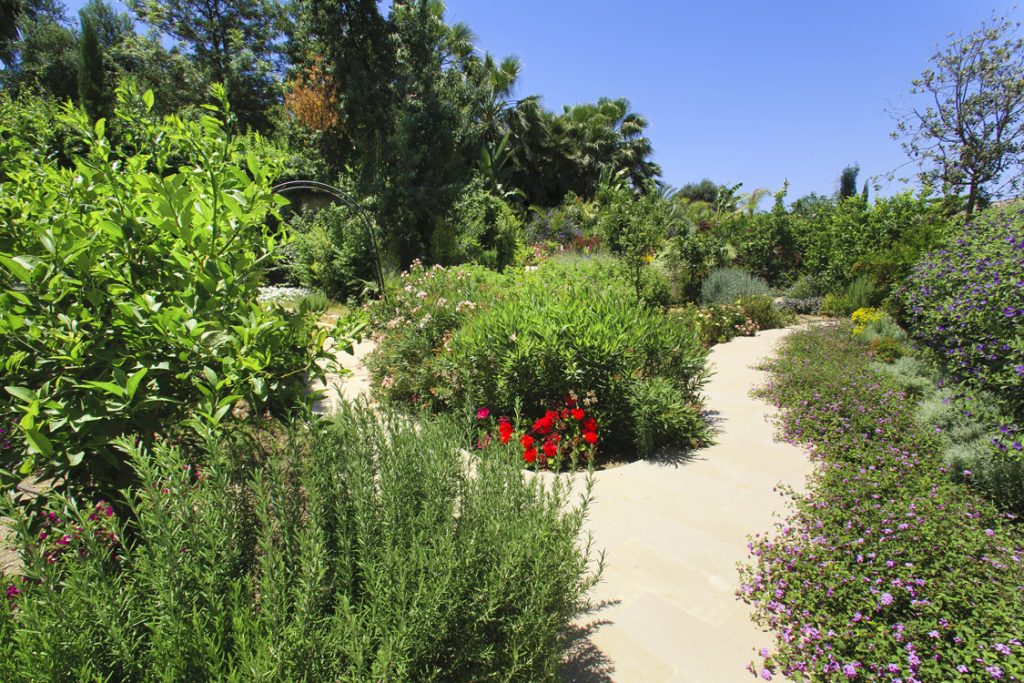 Green Forest - Cyprus' leading landscaping company - perennialsplants 21