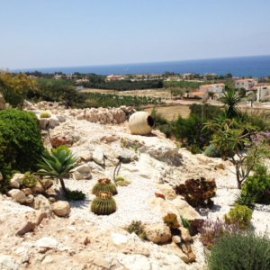 Green Forest - Cyprus' leading landscaping company - pithariapots 46 2
