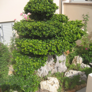 Green Forest - Cyprus' leading landscaping company - project 003 1 2